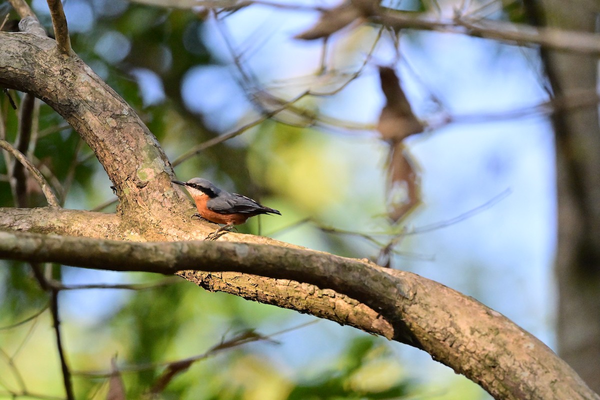 Chestnut-bellied Nuthatch - Hetali Karia