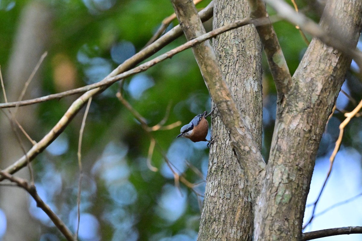 Chestnut-bellied Nuthatch - Hetali Karia