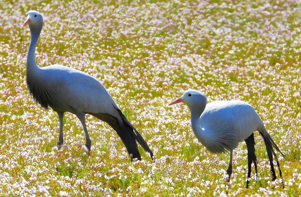 Blue Crane - ML623751560