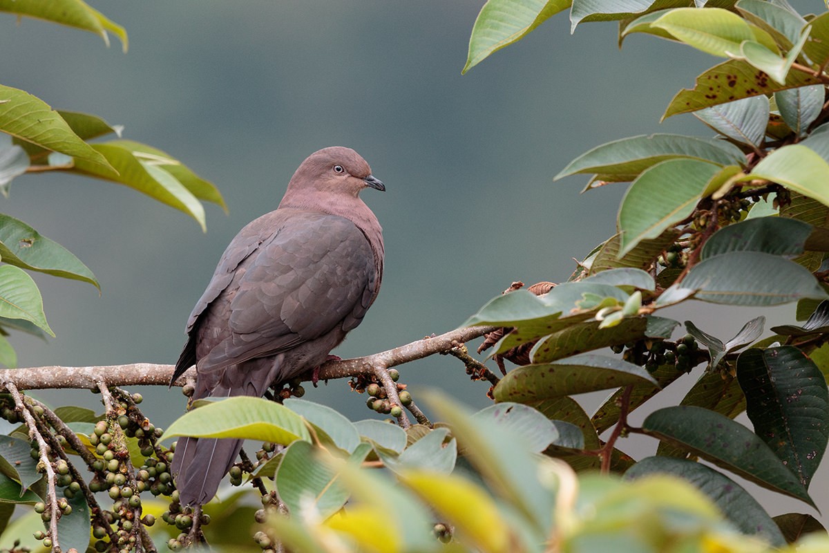 Plumbeous Pigeon - ML623751571