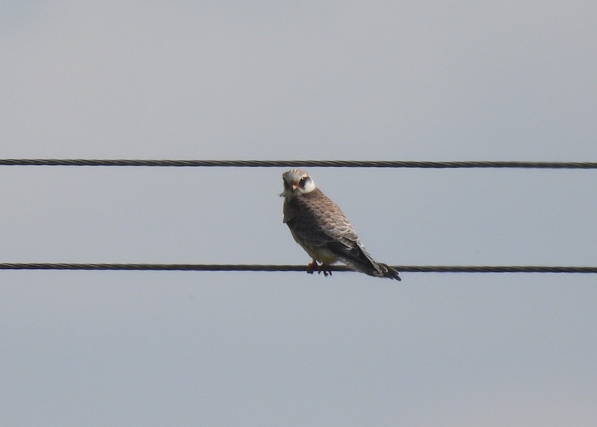 Red-footed Falcon - Jarosław Wawrzyniak