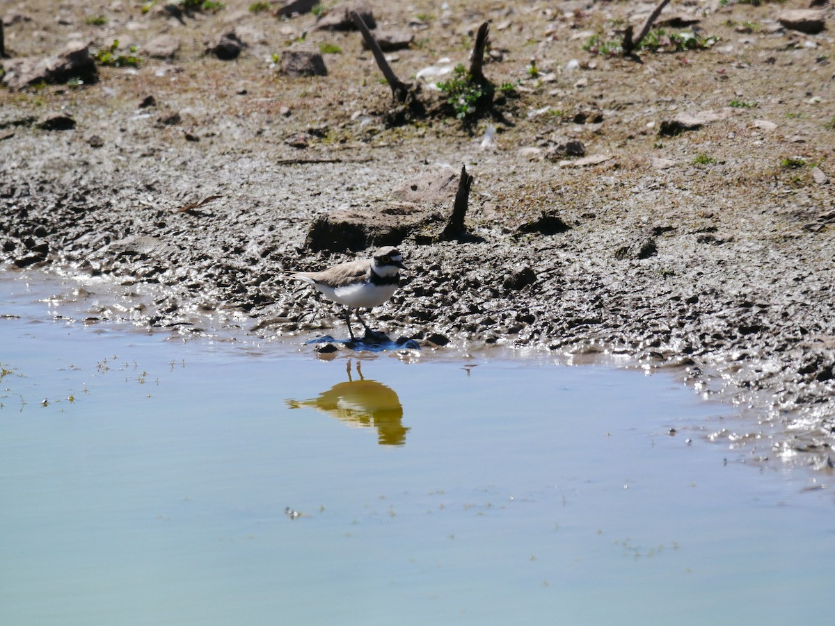 Little Ringed Plover - ML623751588