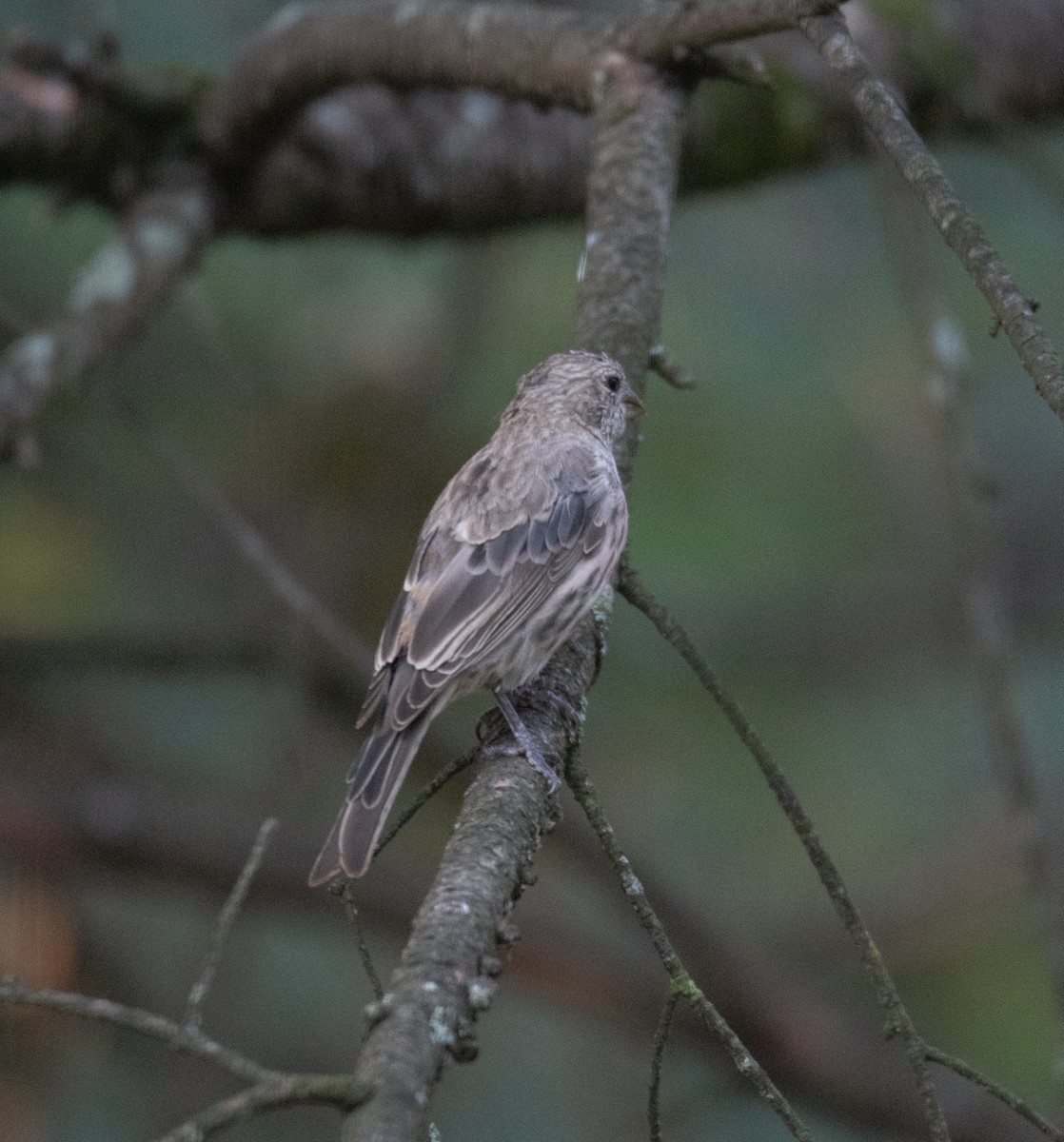 House Finch - David Robinson