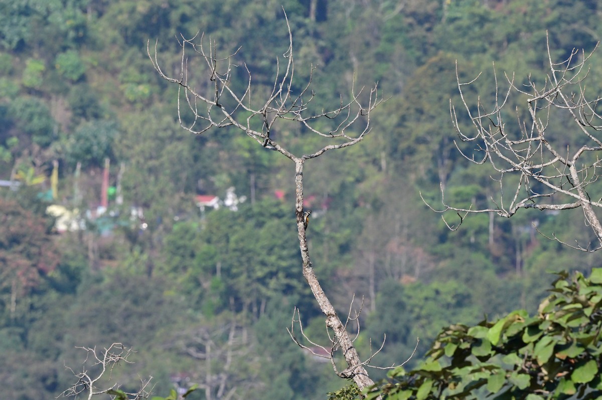 Greater Flameback - ML623751619