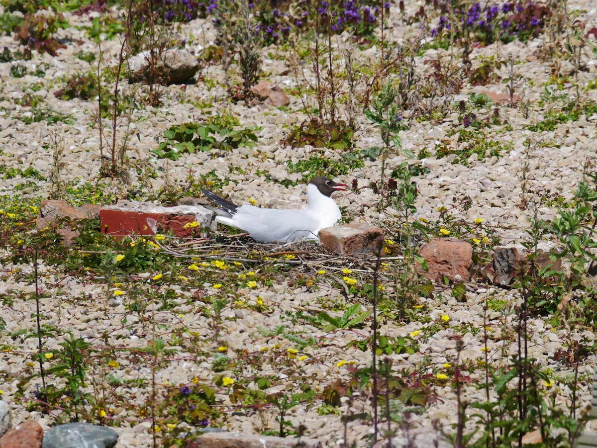 Black-headed Gull - ML623751626