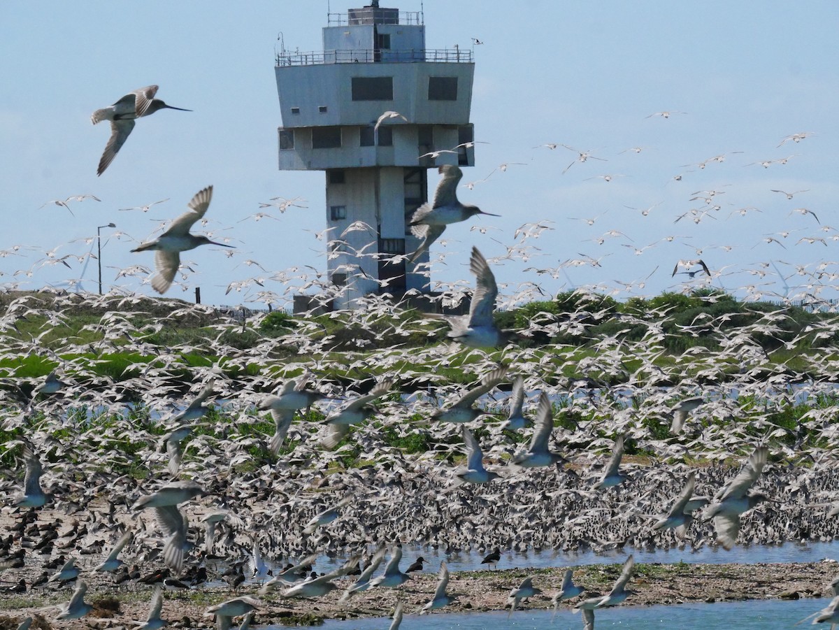 Bar-tailed Godwit - ML623751632