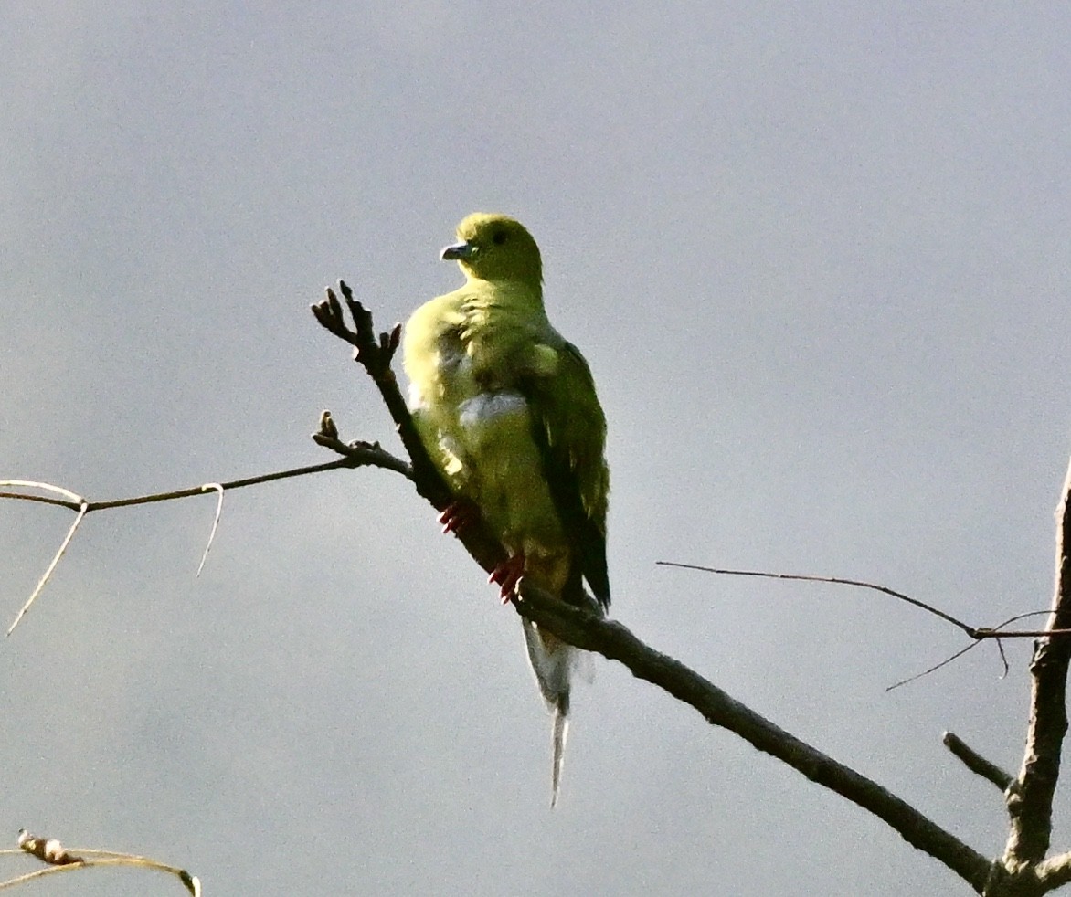 Pin-tailed Green-Pigeon - ML623751633