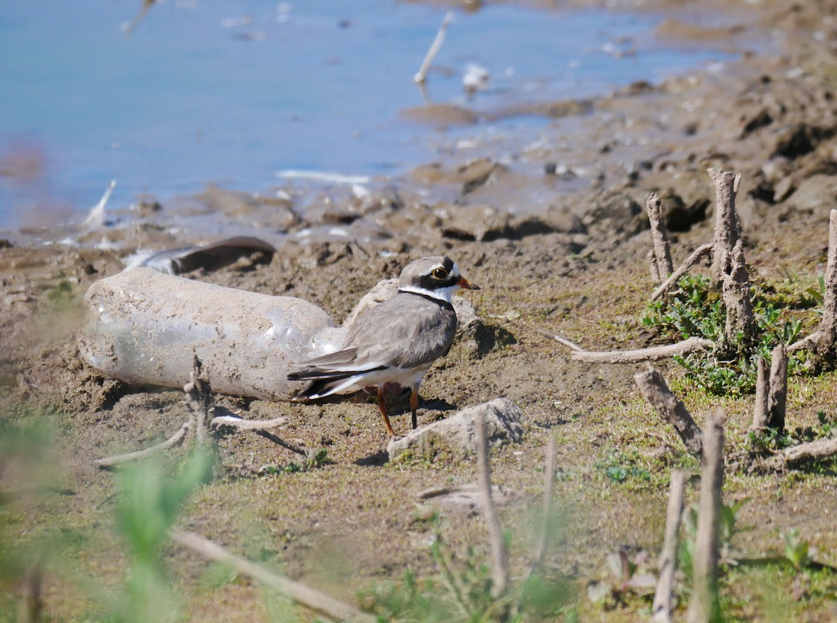 Common Ringed Plover - ML623751674