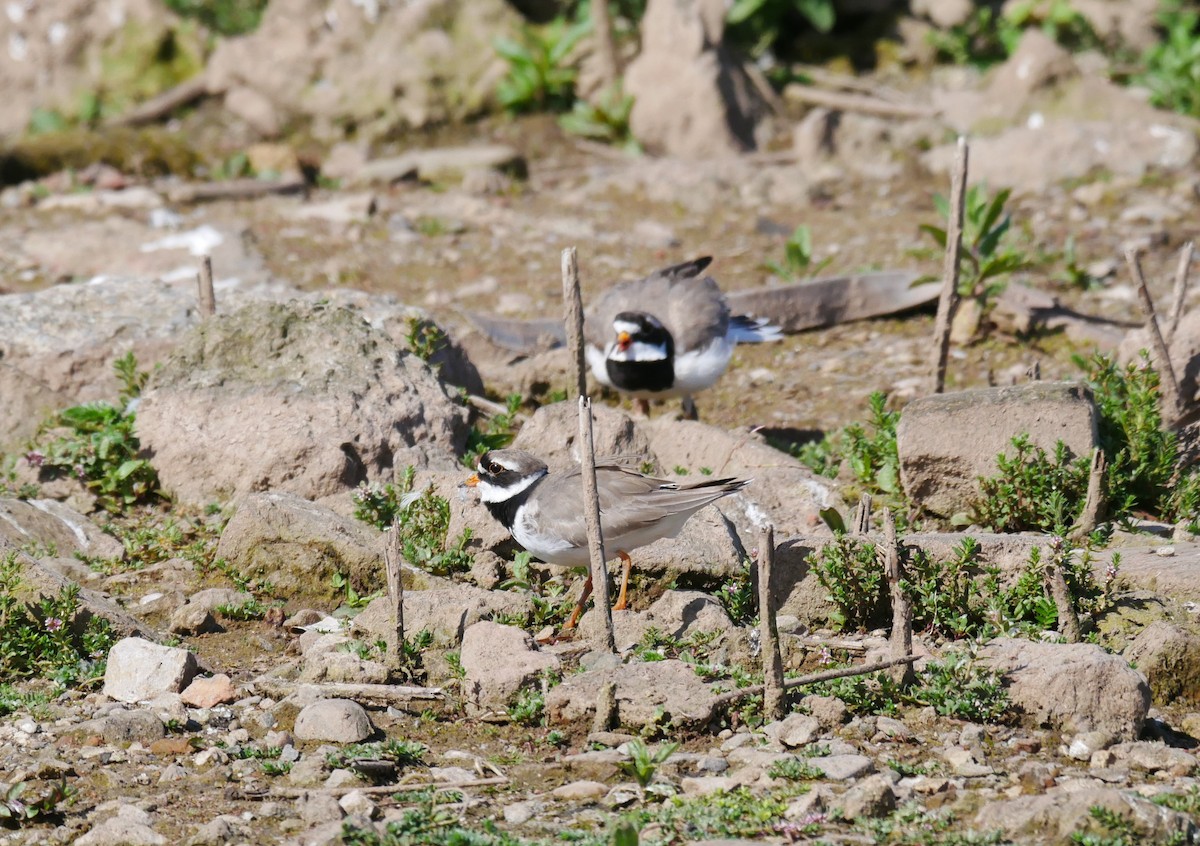 Common Ringed Plover - ML623751675