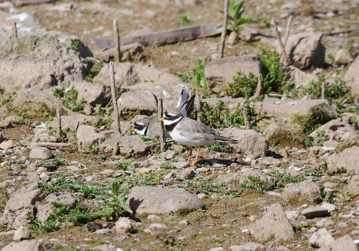 Common Ringed Plover - ML623751677