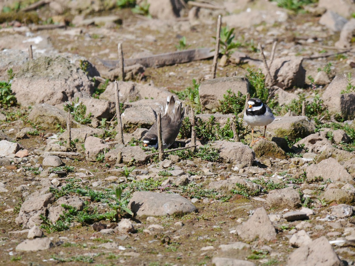 Common Ringed Plover - ML623751678