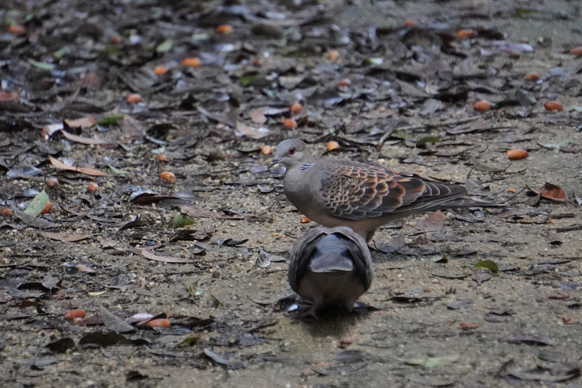 Oriental Turtle-Dove - Jack Tordoff