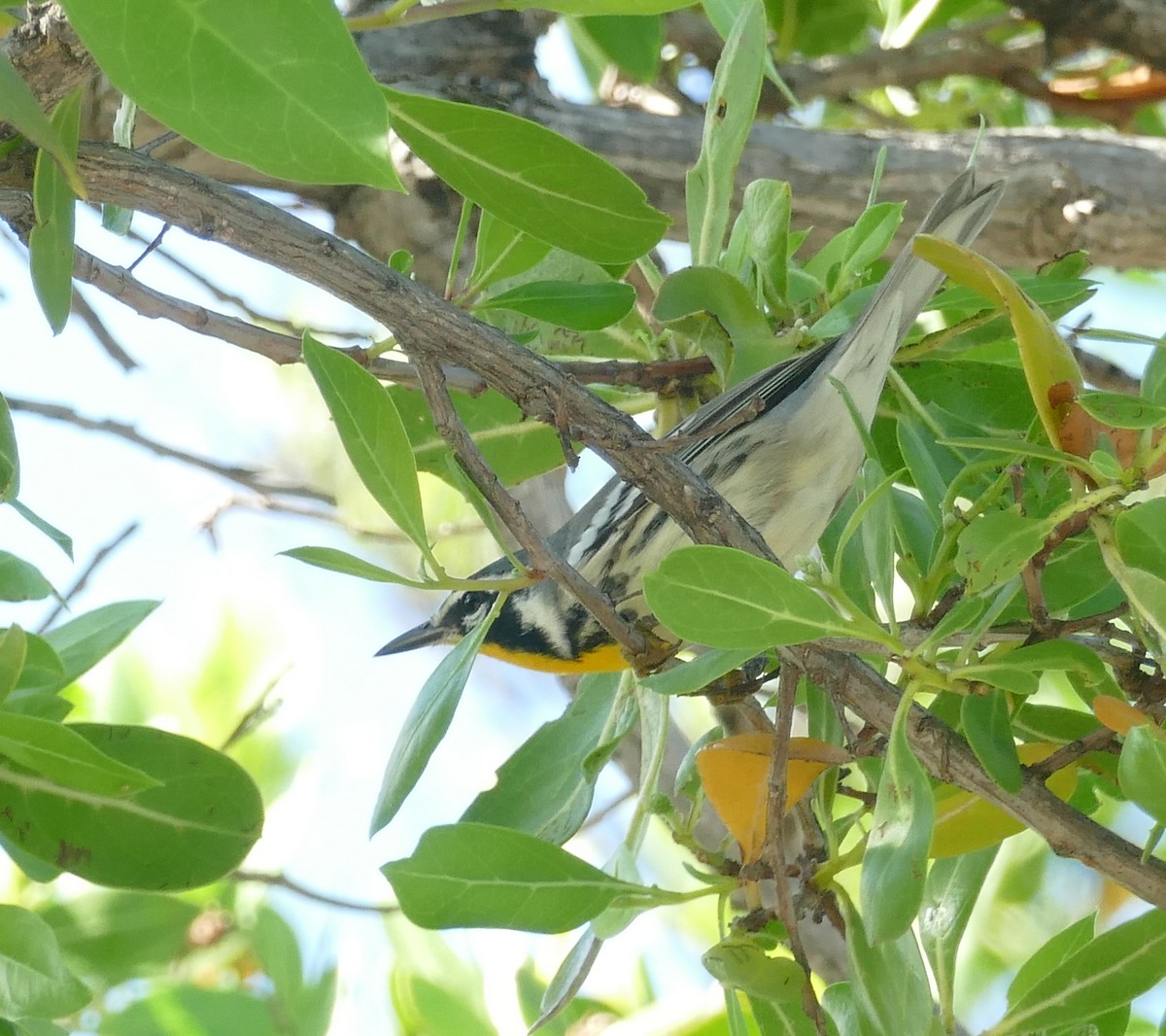 Yellow-throated Warbler (albilora) - ML623751715