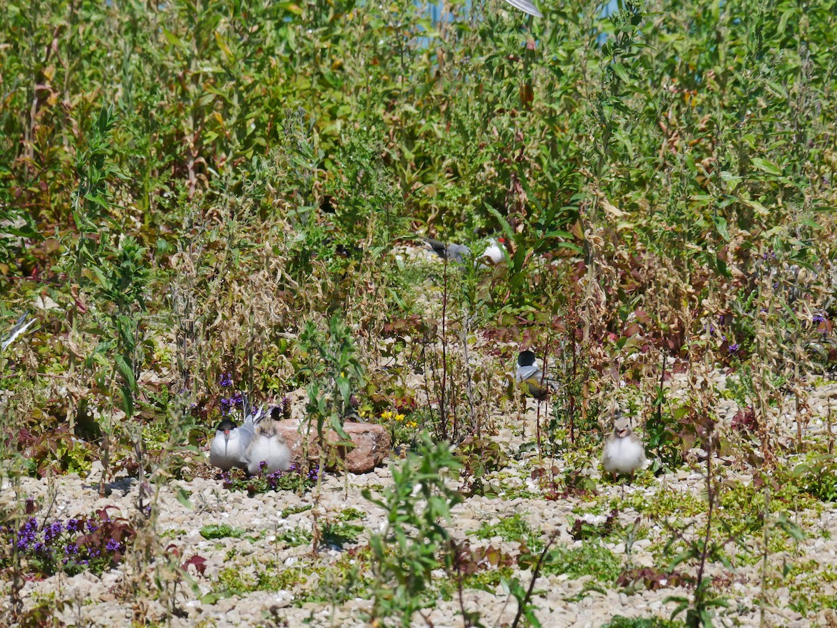 Common Tern - ML623751728