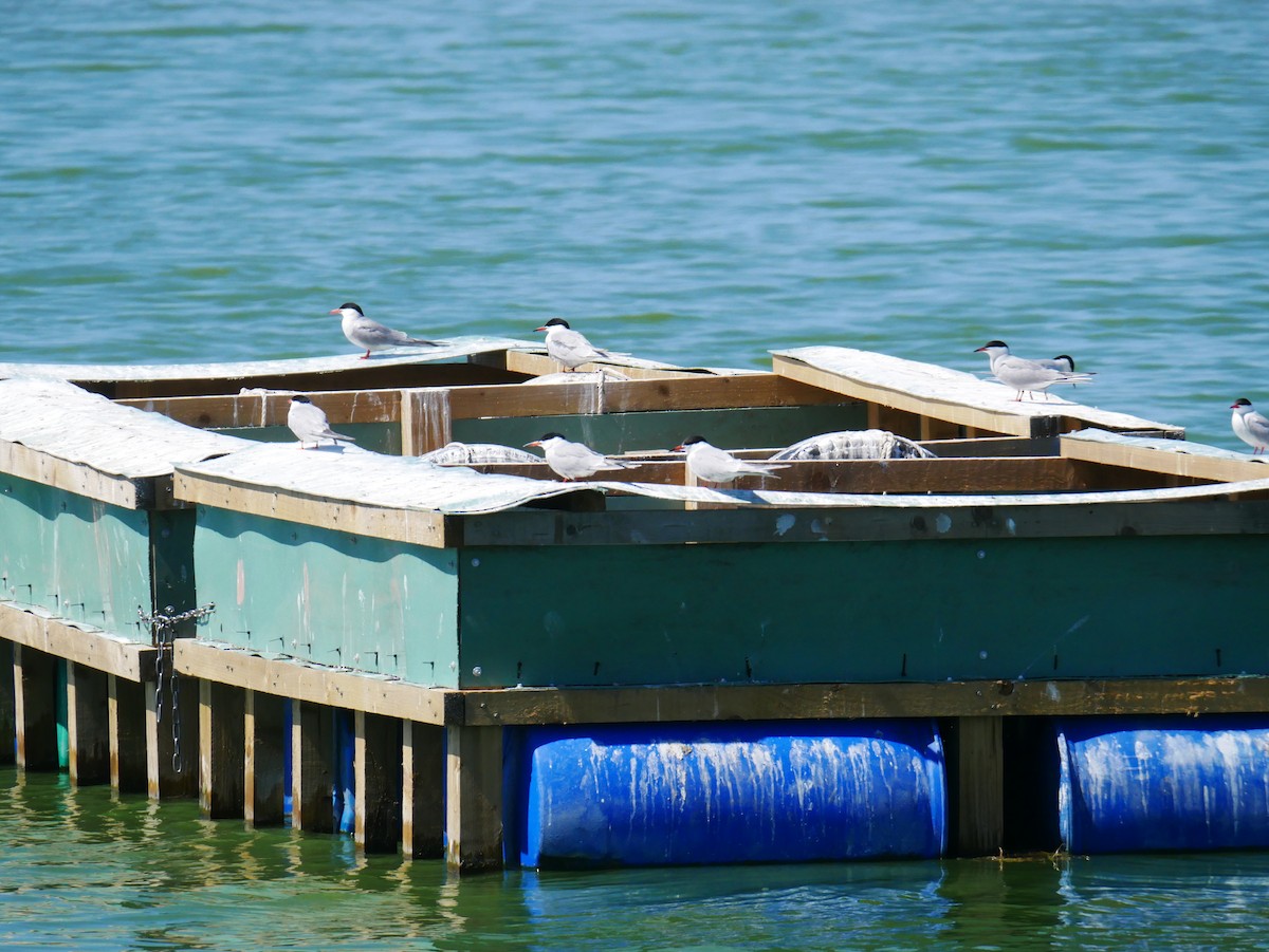 Common Tern - Gavin Thomas