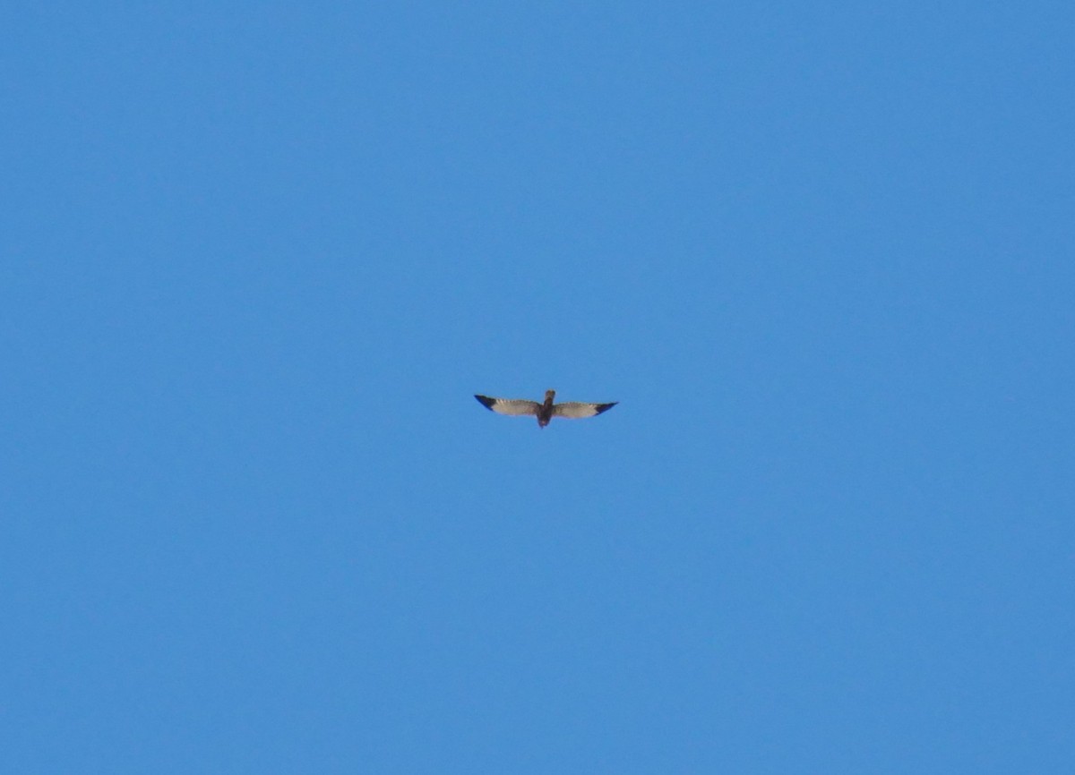 Western Marsh Harrier - ML623751740