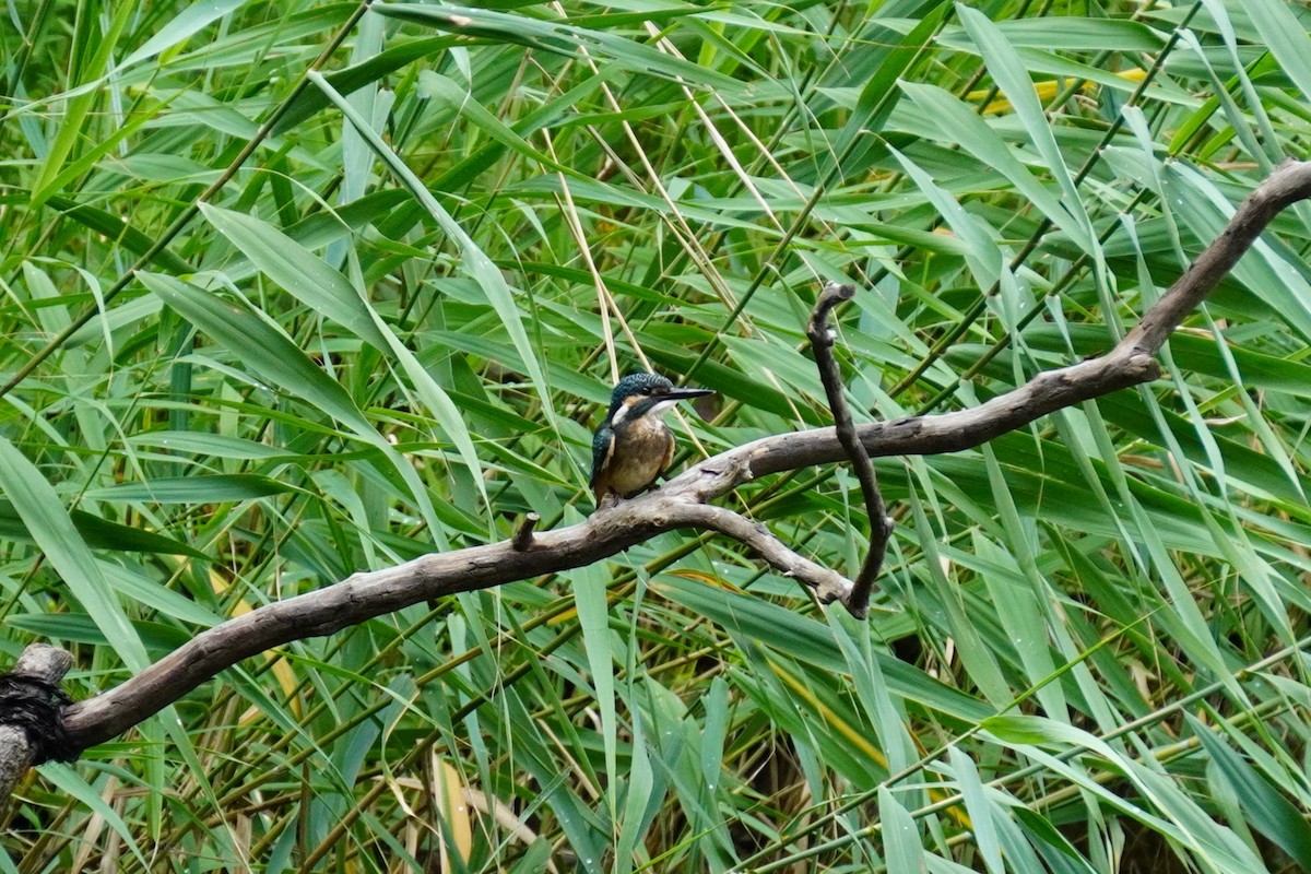 Common Kingfisher - Jack Tordoff