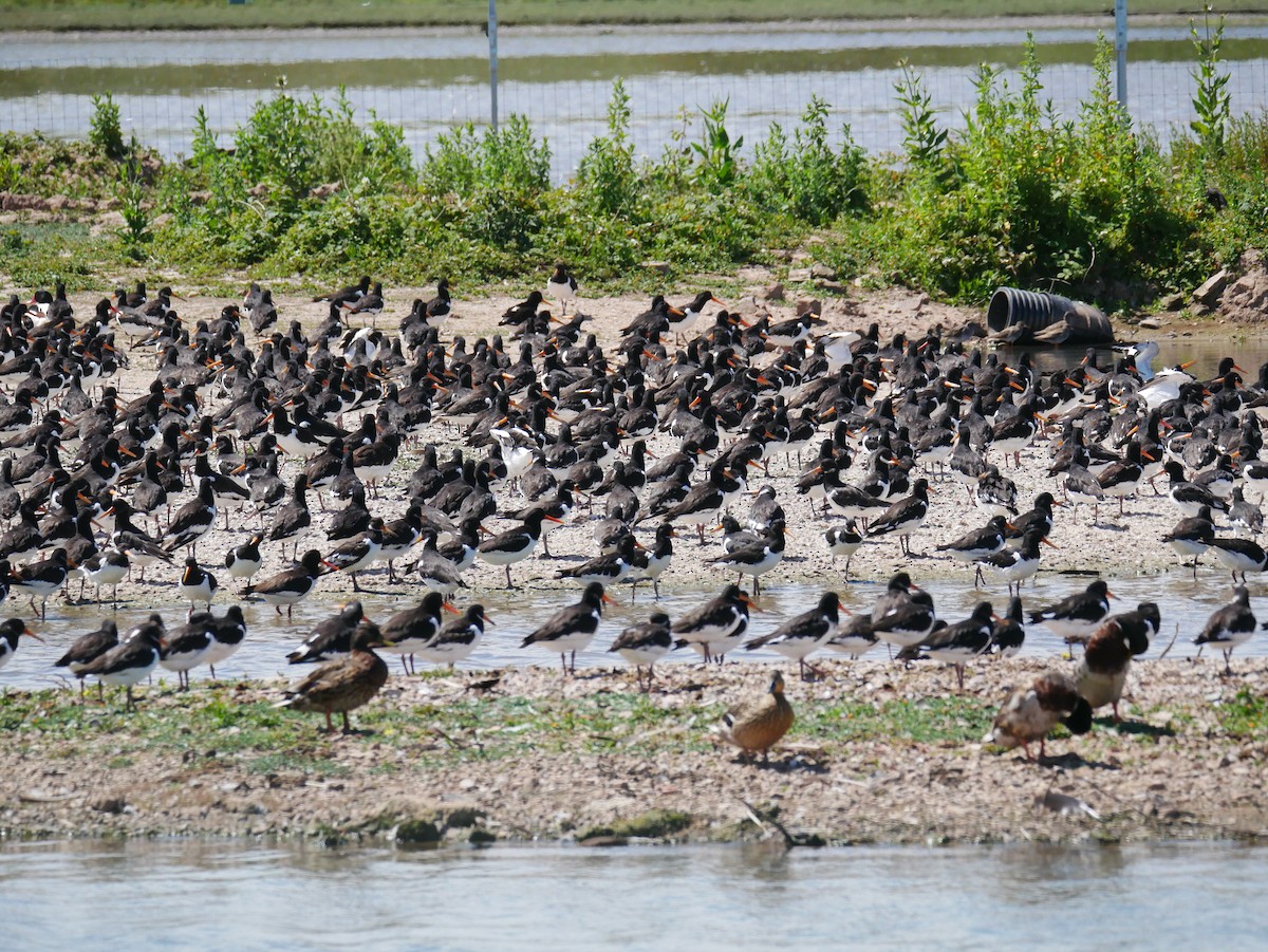 Eurasian Oystercatcher - ML623751748