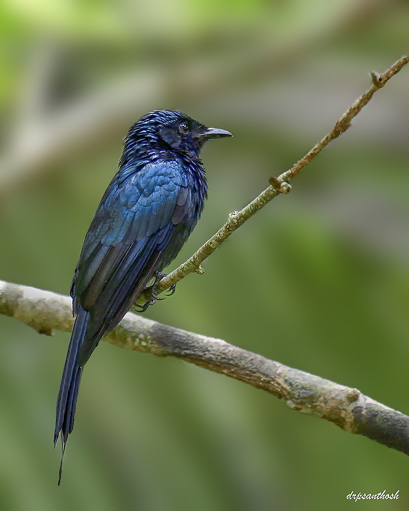 Bronzed Drongo - ML623751765