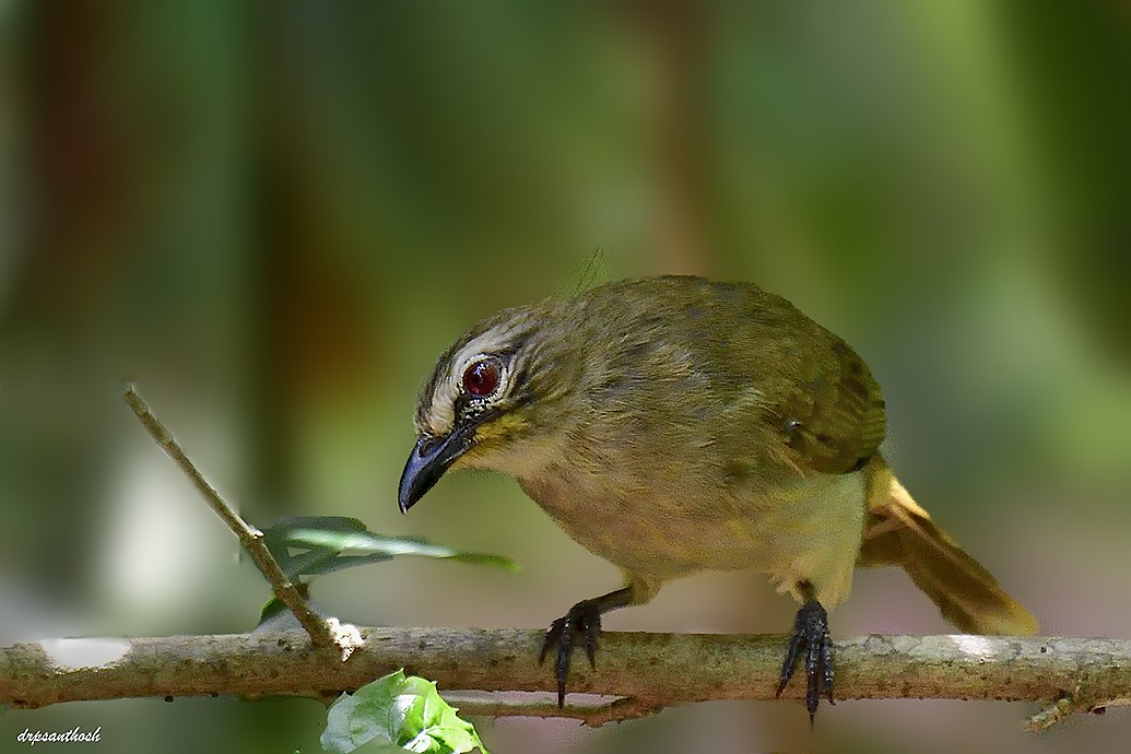 Bulbul à sourcils blancs - ML623751797