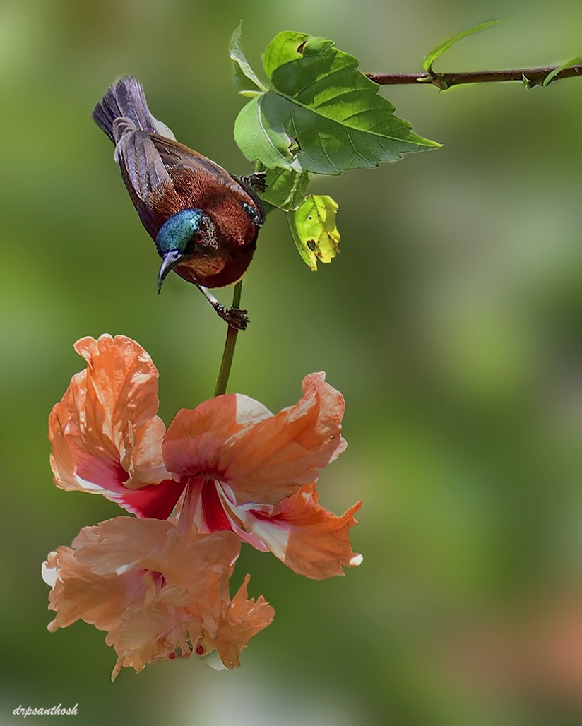 Purple-rumped Sunbird - ML623751812