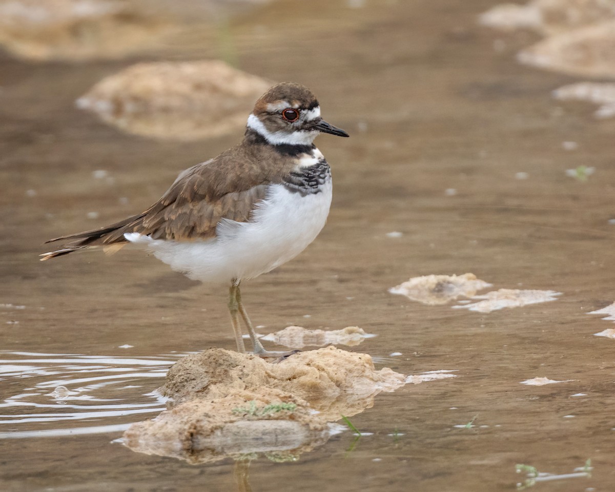 Killdeer - ML623751840