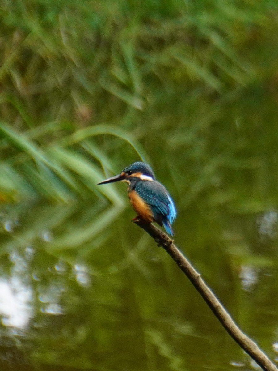 Common Kingfisher - ML623751841