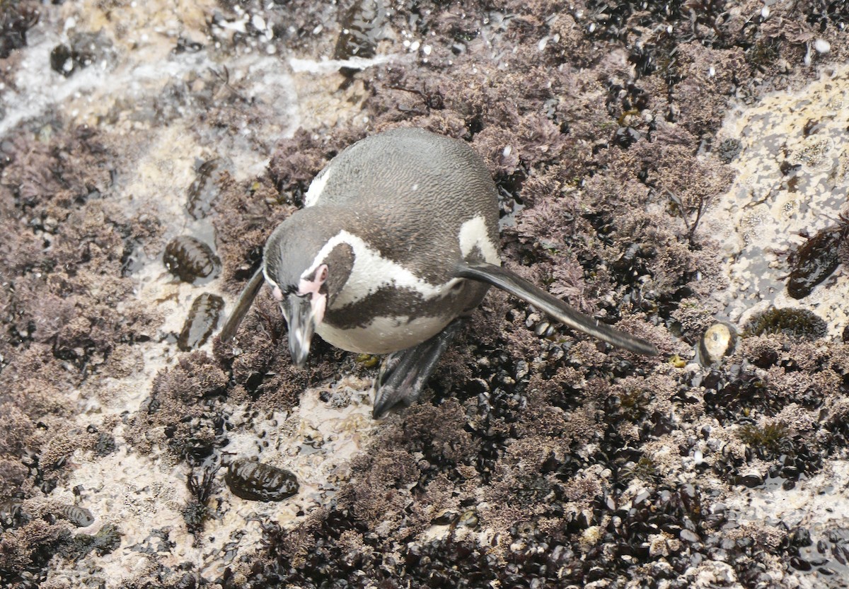 Humboldt Penguin - ML623751857