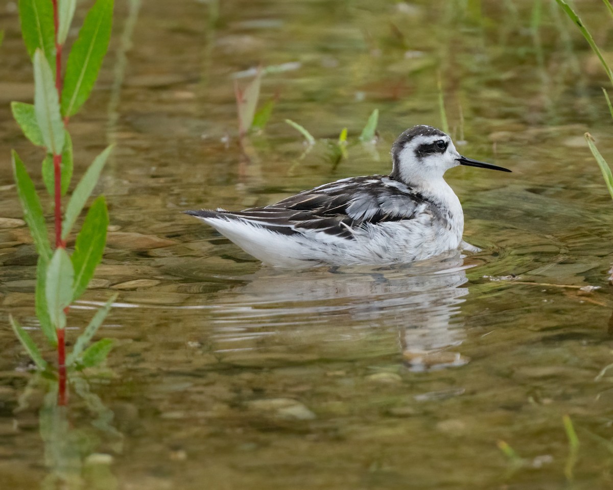 Red-necked Phalarope - Sue Cook