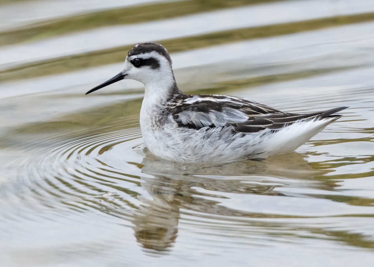 Red-necked Phalarope - ML623751889