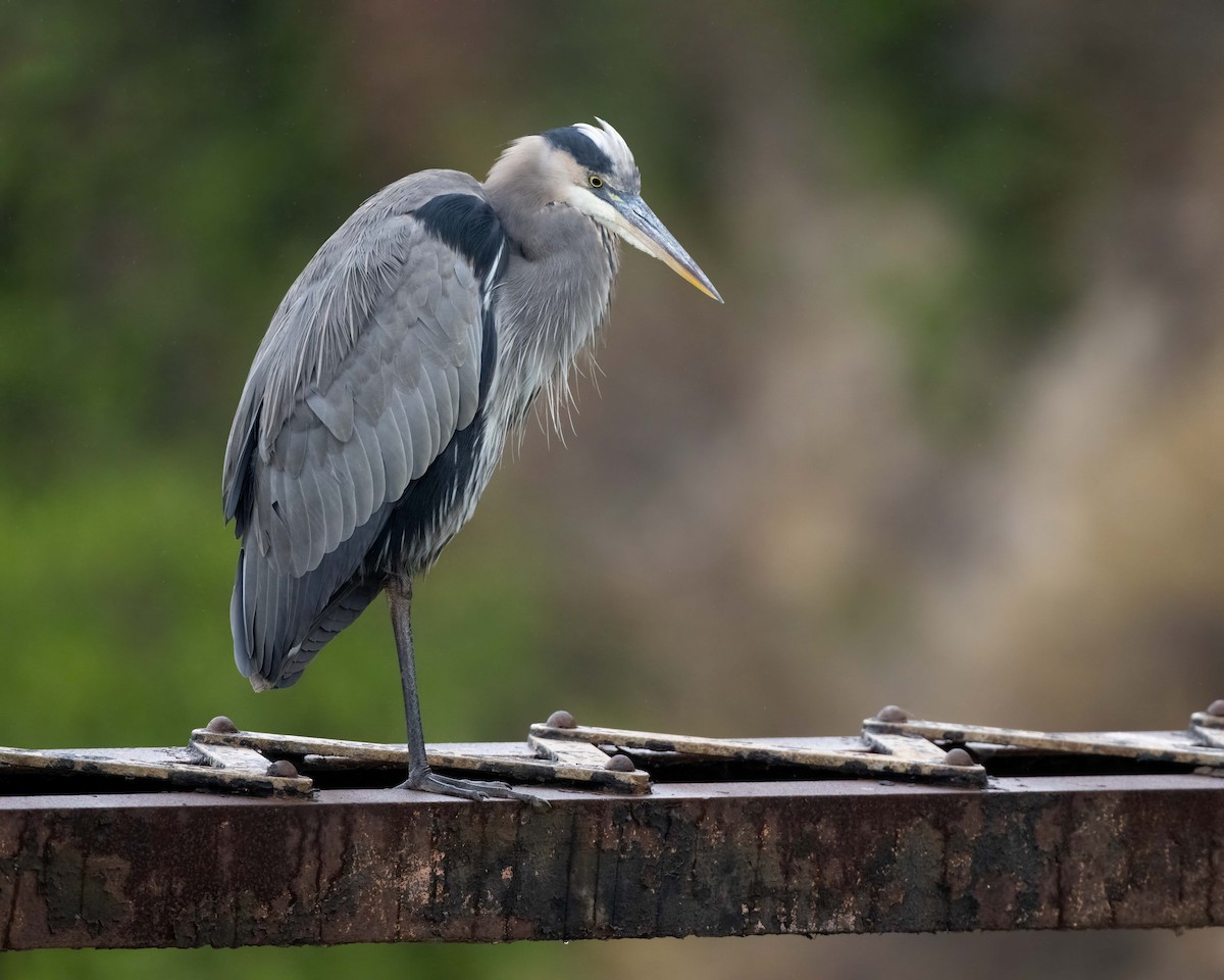 Great Blue Heron - Sue Cook