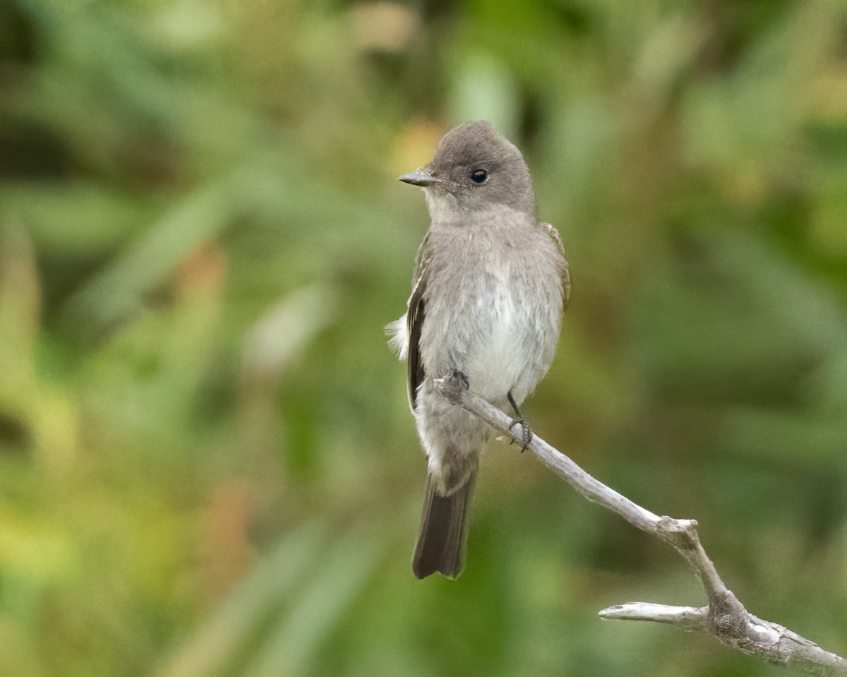 Western Wood-Pewee - ML623751914