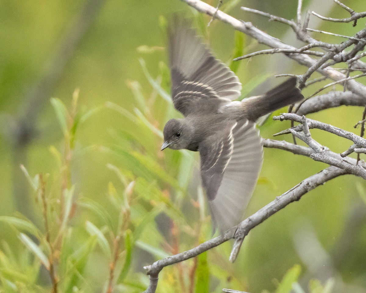 Western Wood-Pewee - ML623751915