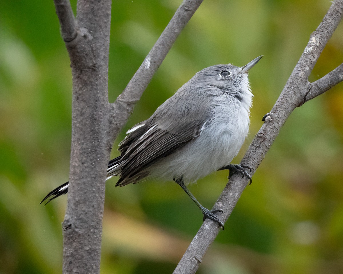 Blue-gray Gnatcatcher - ML623751924