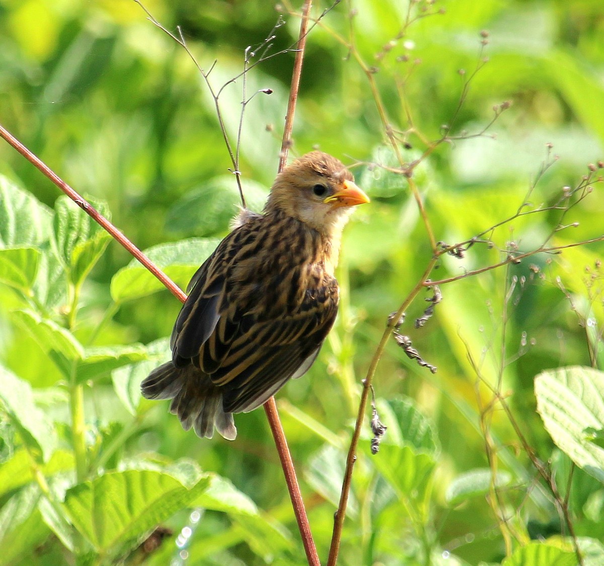 Baya Weaver - ML623751929