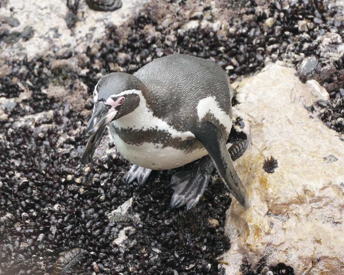 Humboldt Penguin - ML623751931