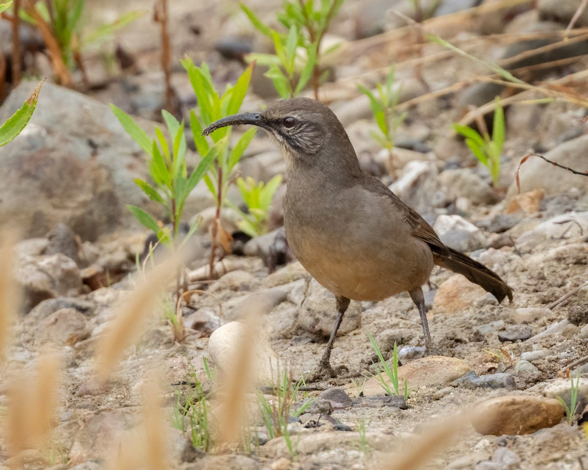 California Thrasher - ML623751994