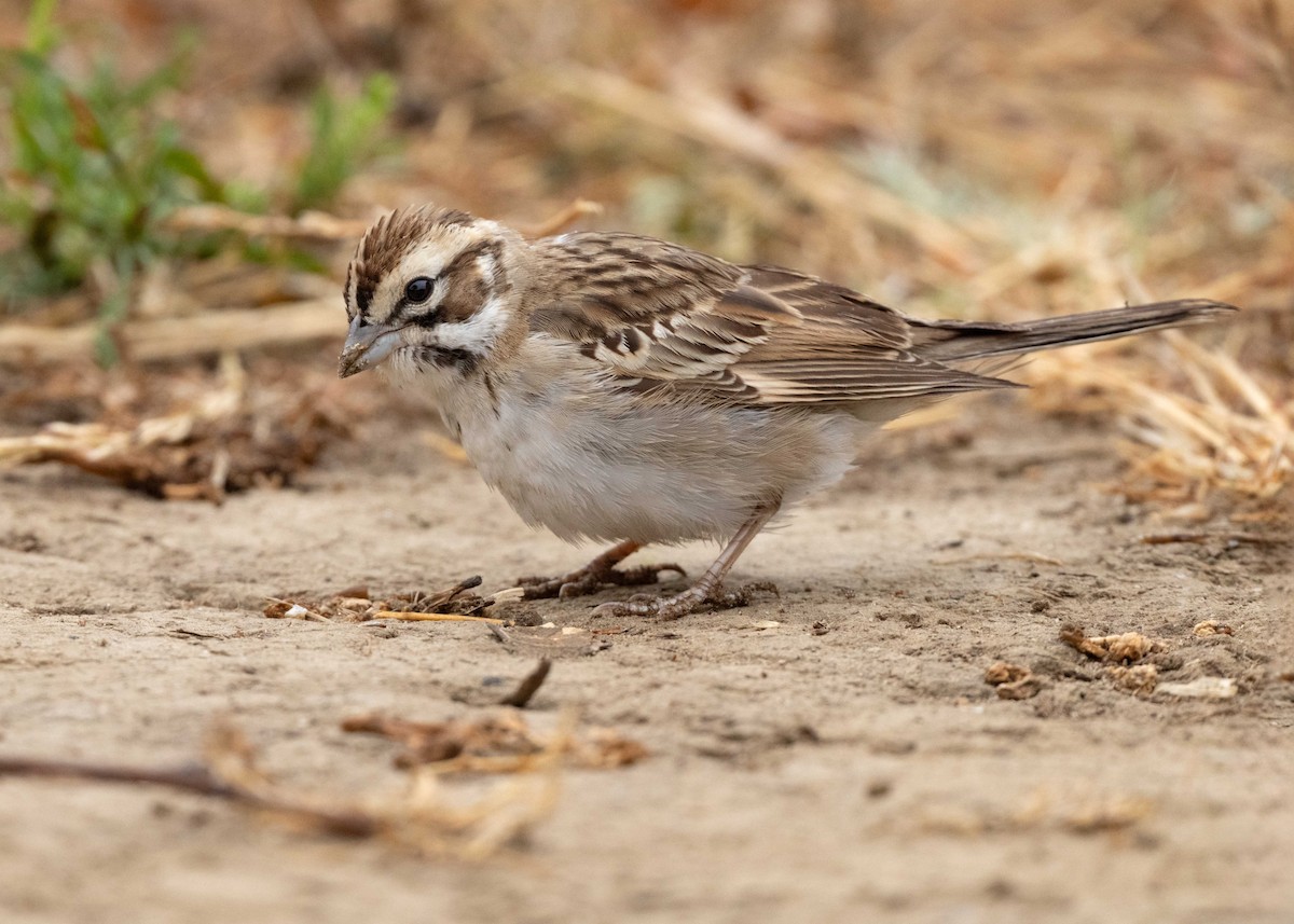 Lark Sparrow - ML623752002