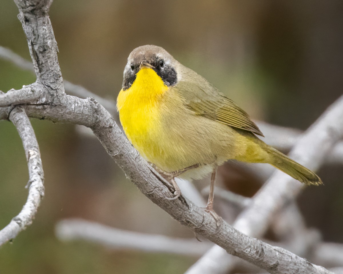 Common Yellowthroat - ML623752017