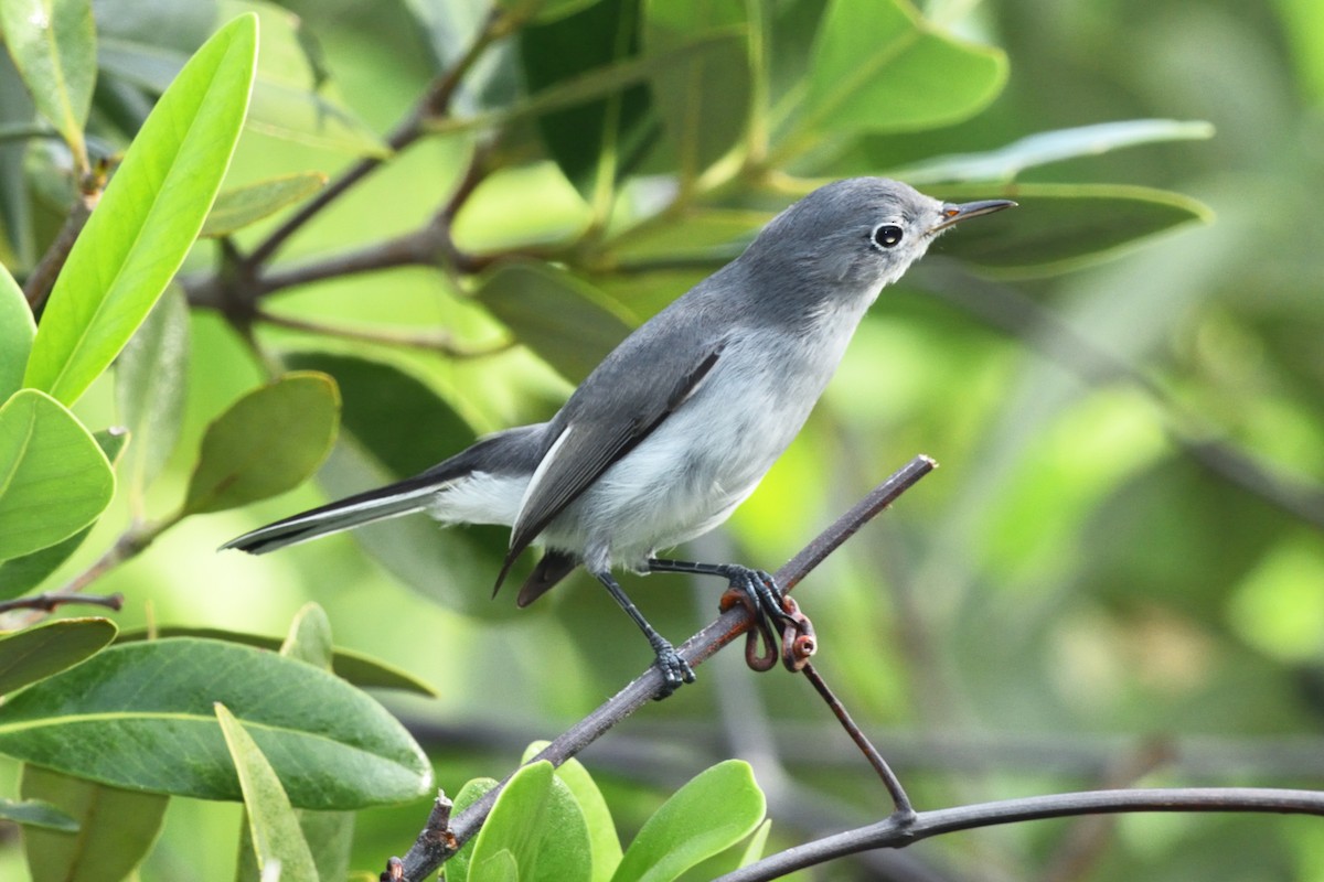 Blue-gray Gnatcatcher - ML623752033