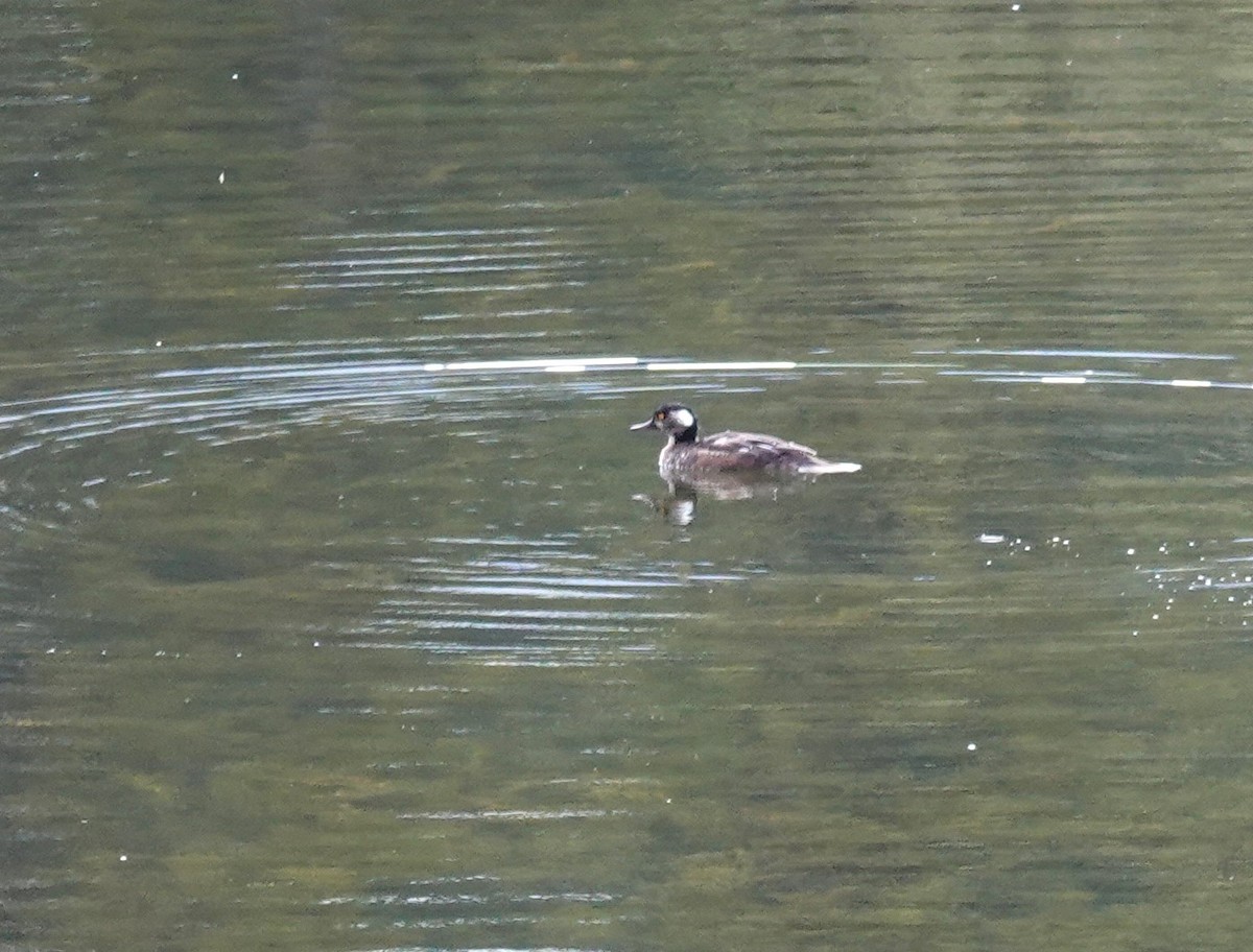 Hooded Merganser - ML623752045