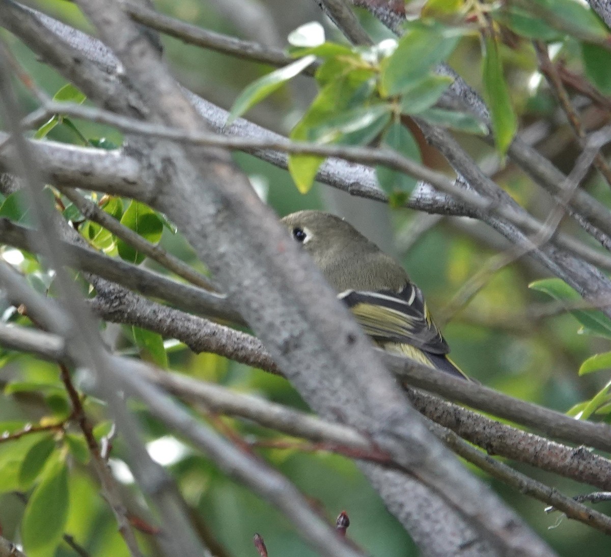 Ruby-crowned Kinglet - ML623752049