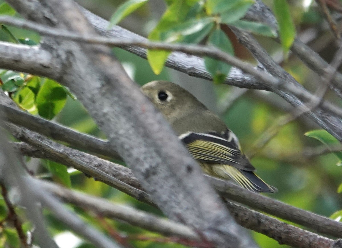 Ruby-crowned Kinglet - ML623752052
