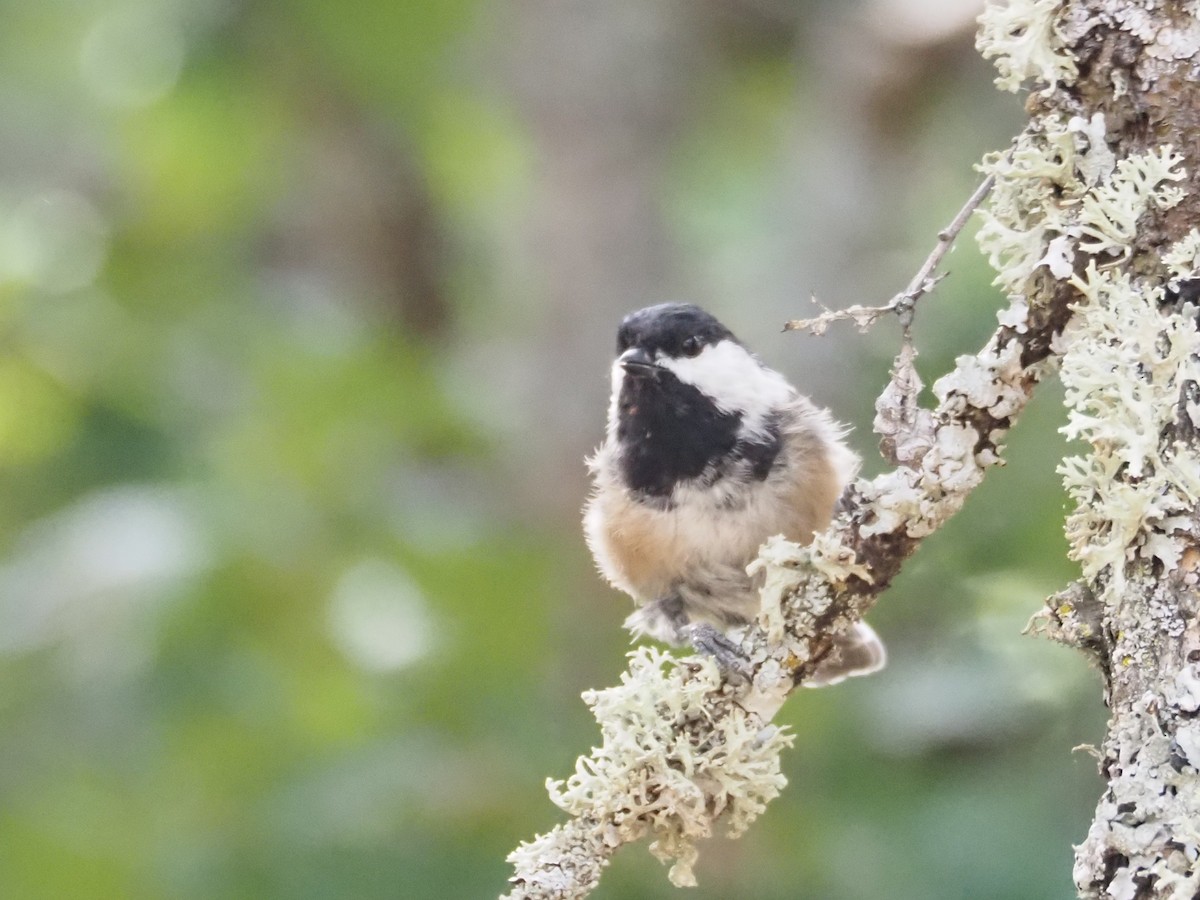 Black-capped Chickadee - ML623752073