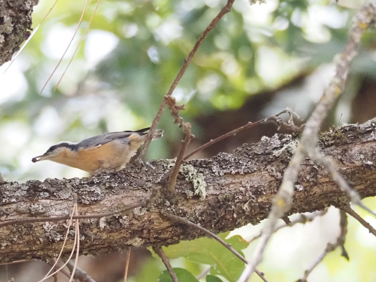 Red-breasted Nuthatch - ML623752075