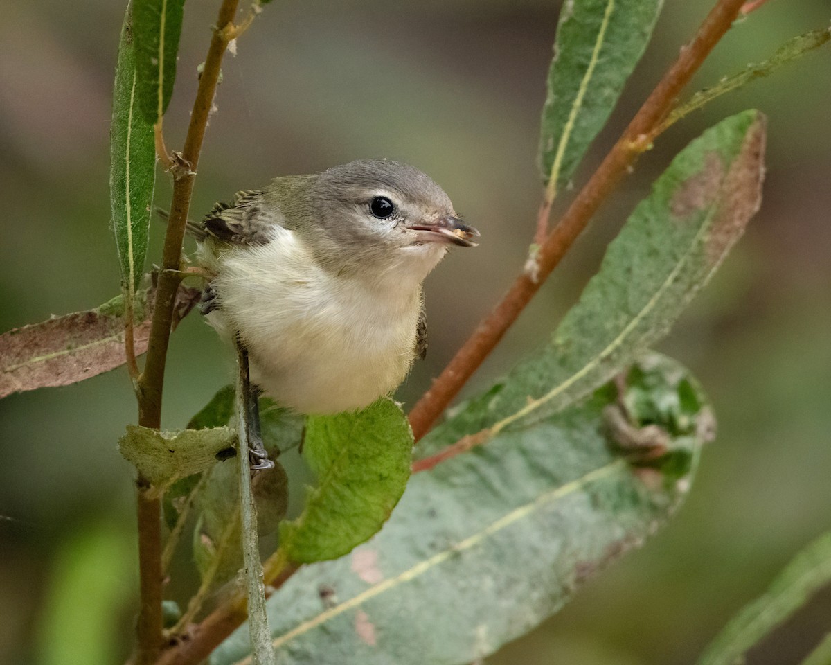 Warbling Vireo - ML623752078