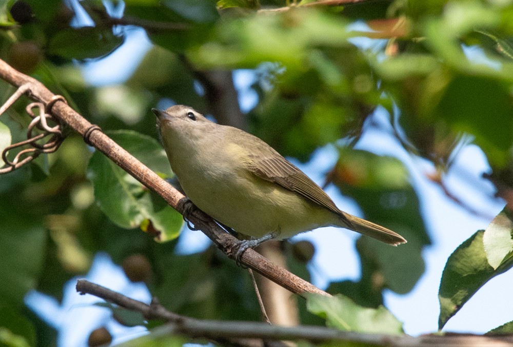 Warbling Vireo (Eastern) - ML623752082