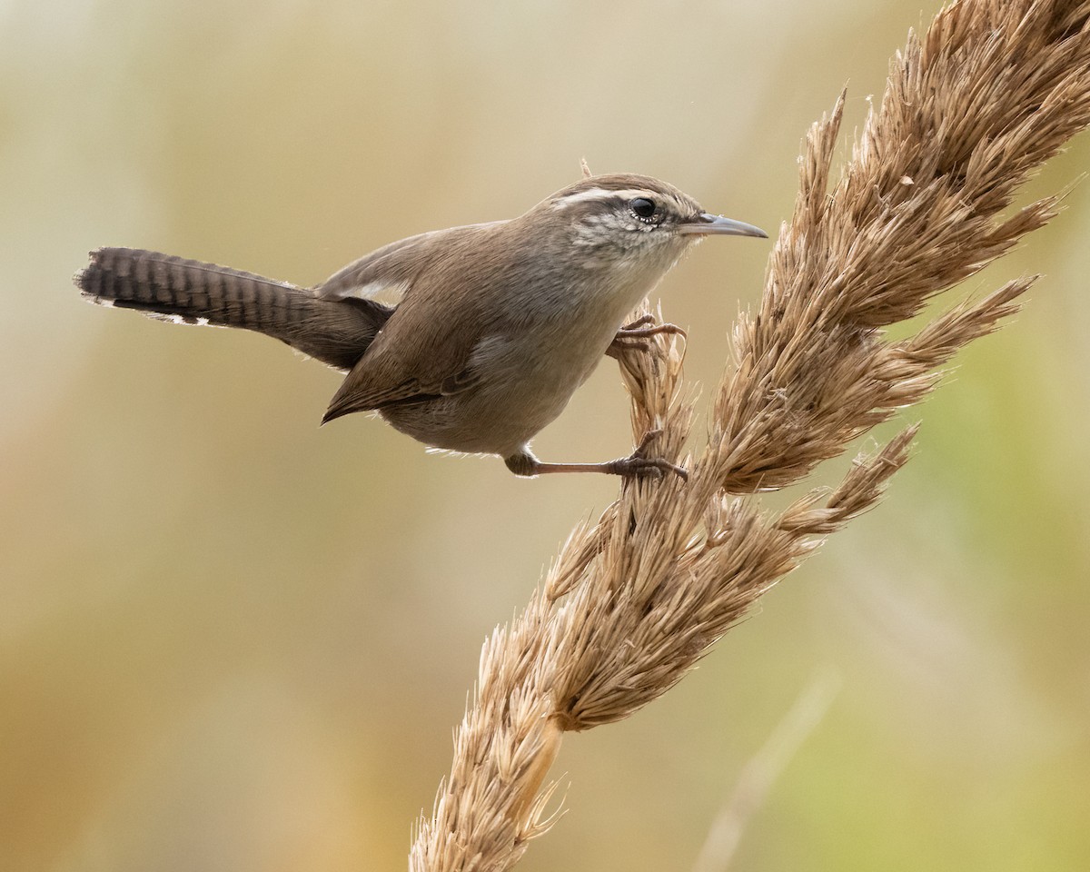 Bewick's Wren - ML623752086