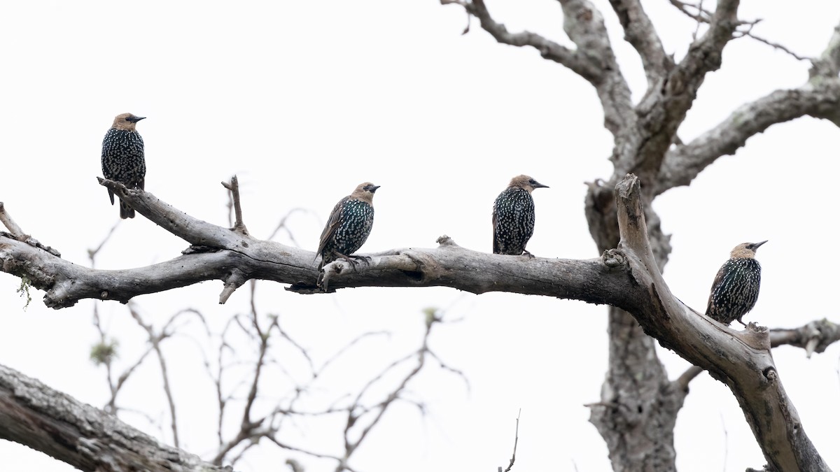 European Starling - ML623752093