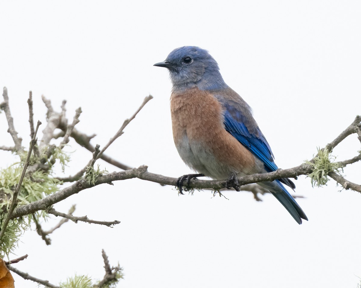 Western Bluebird - ML623752097